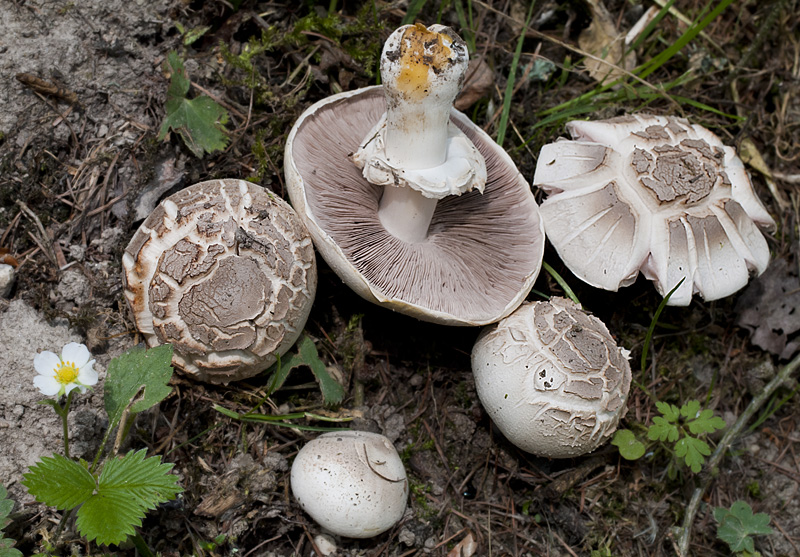 Agaricus xanthodermus lepiotoides